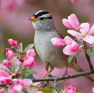 Meet your Posher, Carolina